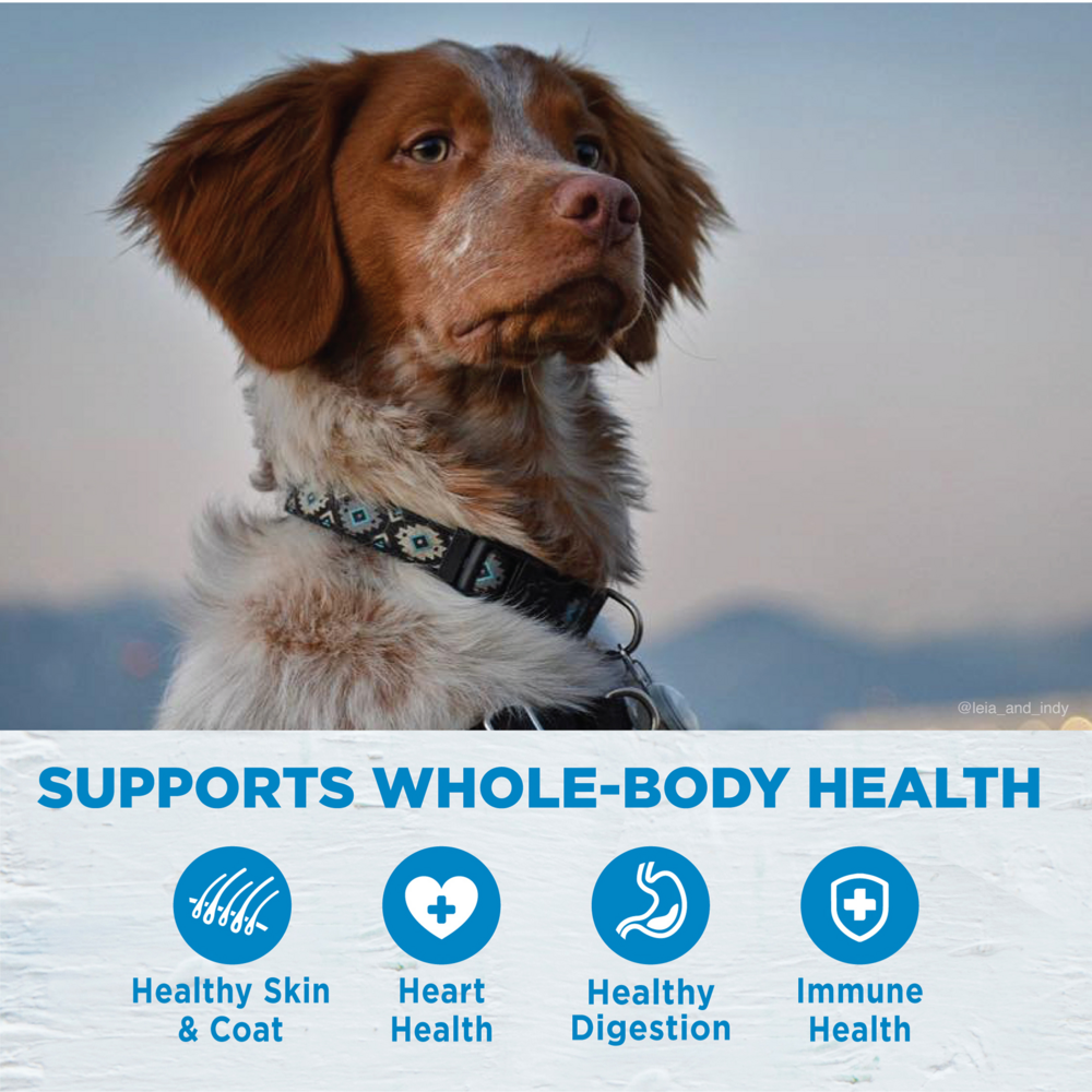 Wellness Simple Grain Free Natural Limited Ingredient Diet Salmon and Potato Recipe Dry Dog Food